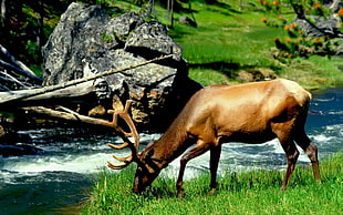 deer eating grass near river HD wallpaper